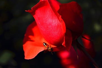 972