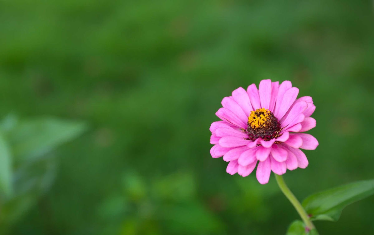 乱花渐欲迷人眼