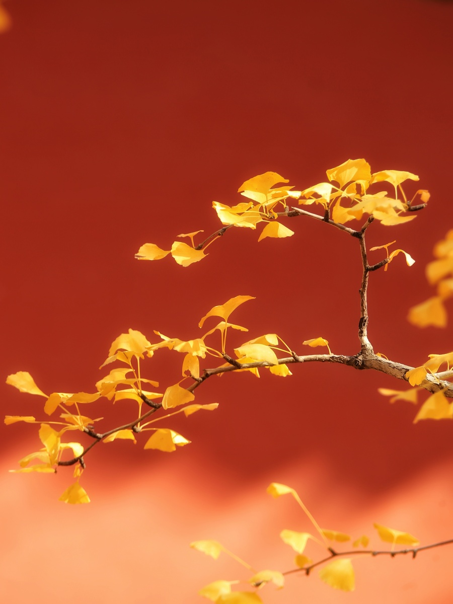 北京赏金秋系列红墙银杏