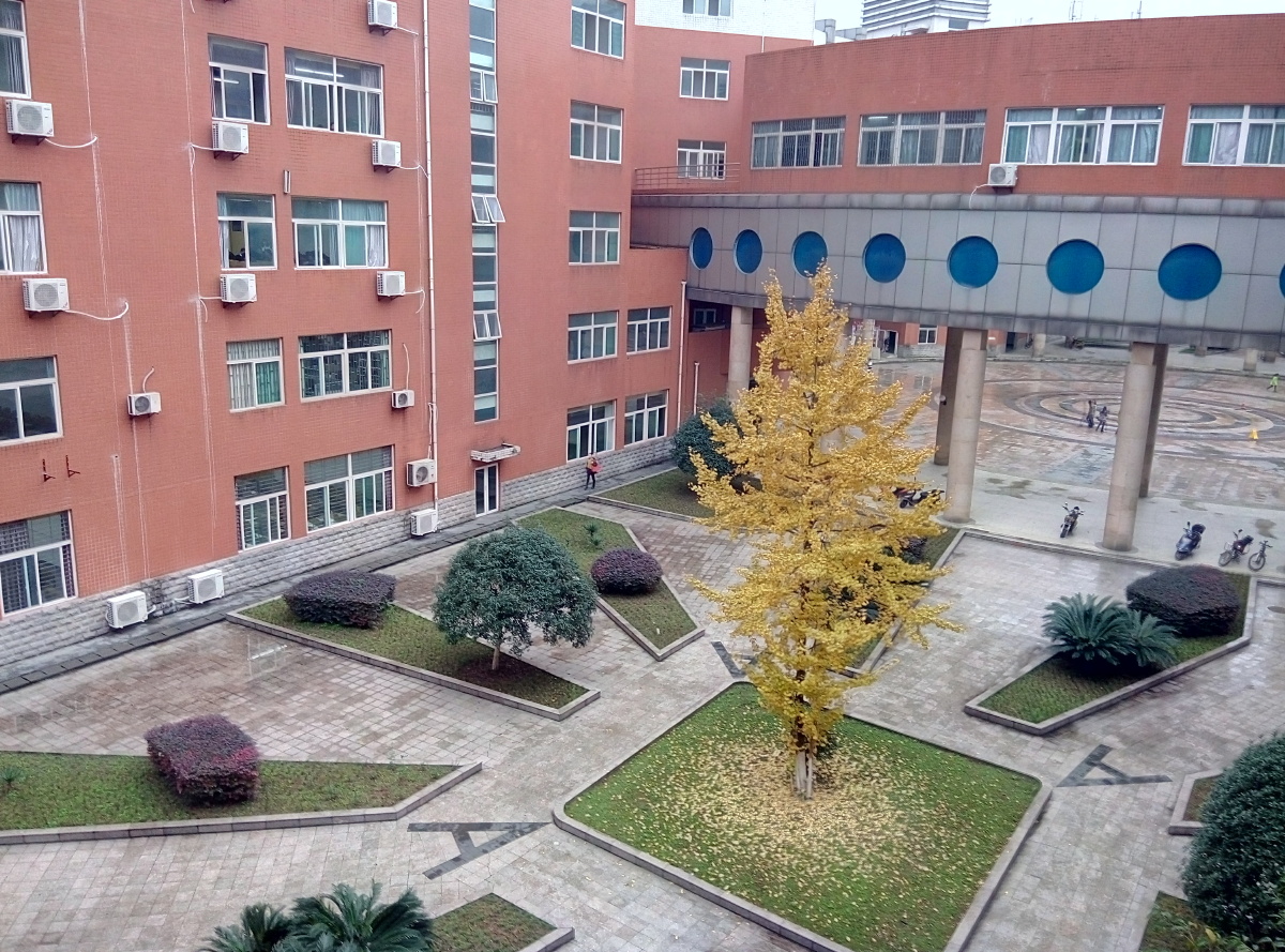 四川理工学院汇南校区里的银杏树