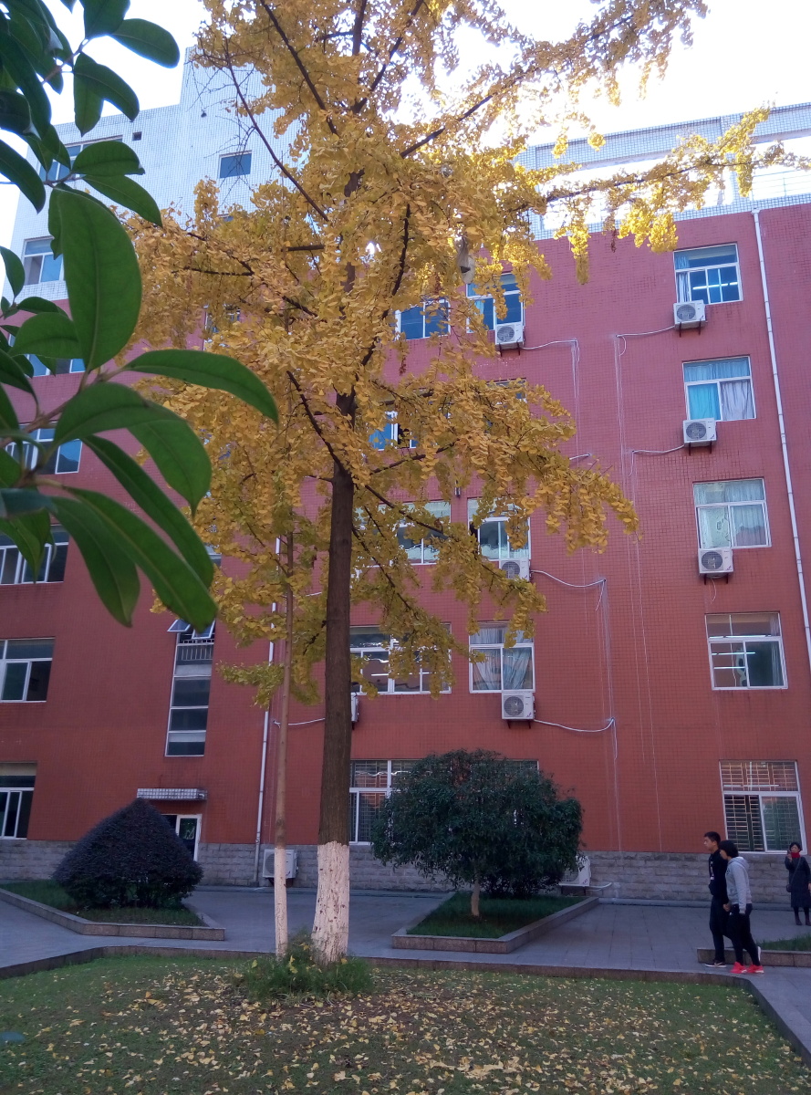 四川理工学院汇南校区里的银杏树