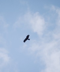 A987AA8D-61C7-402C-963D-4E1A169B60EE/L0/001
