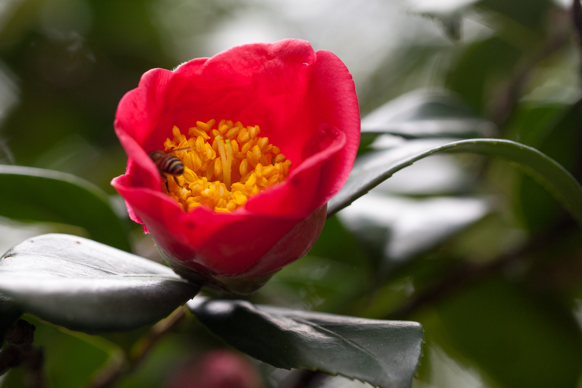 金花茶公园赏金花茶