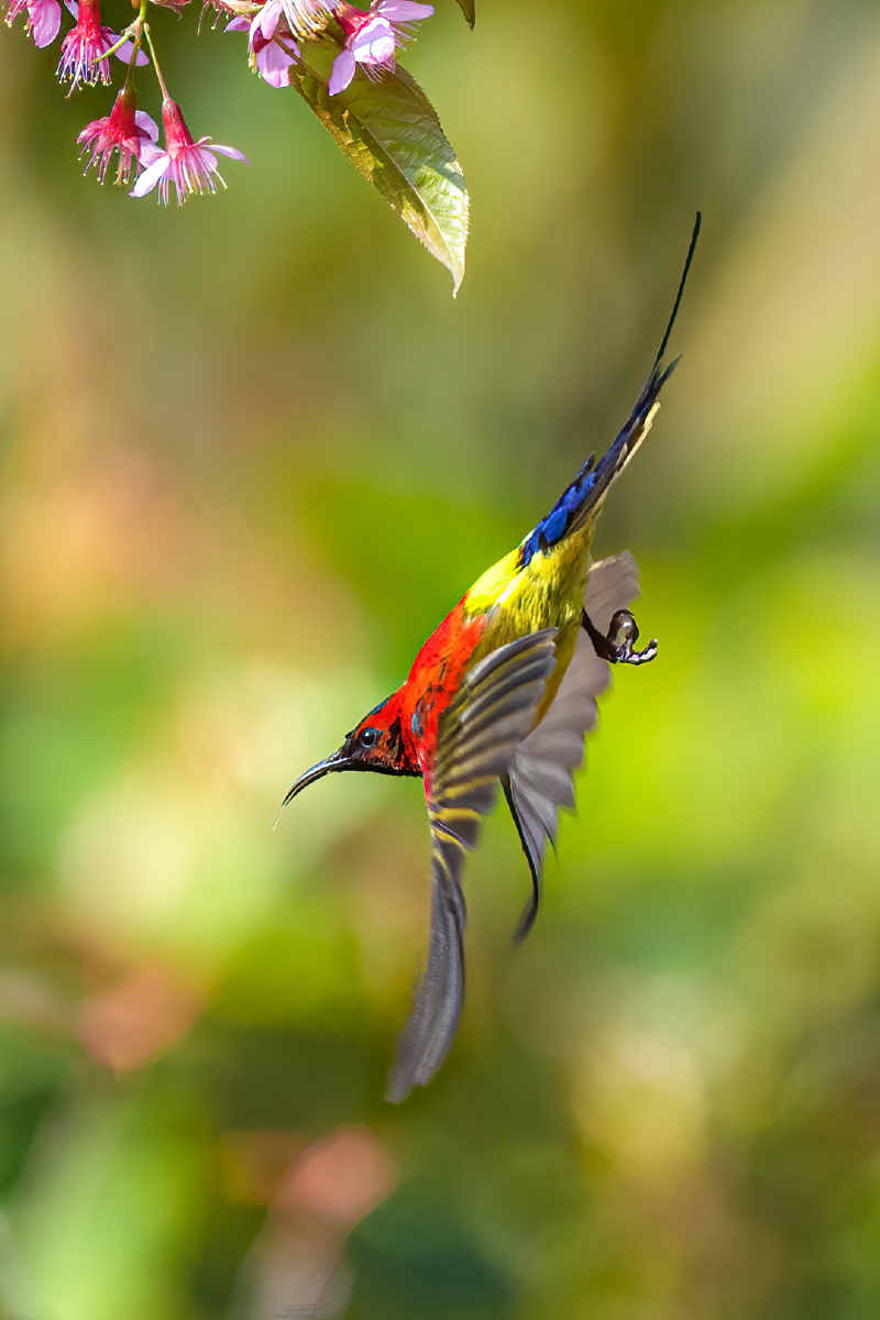 蓝喉太阳鸟(学名:aethopyga gouldiae):是鸟纲,太阳鸟科的小型鸟类