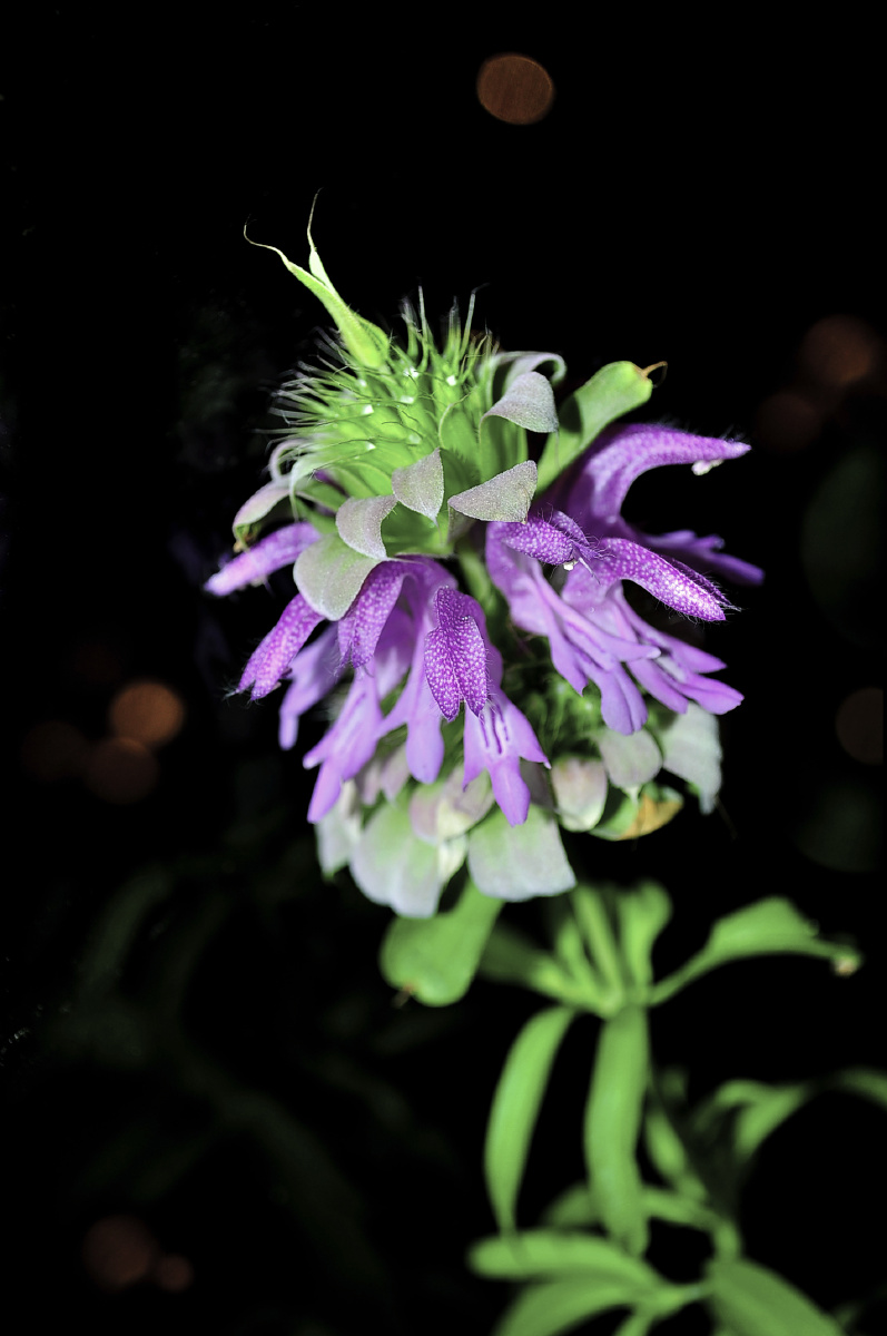 日常摄影 | 柠檬香蜂草