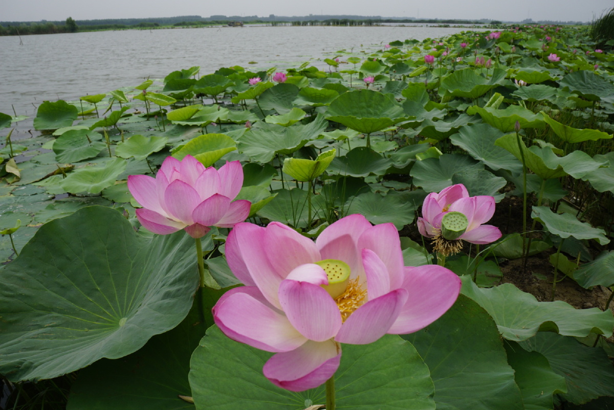 微山湖的荷花少量开放