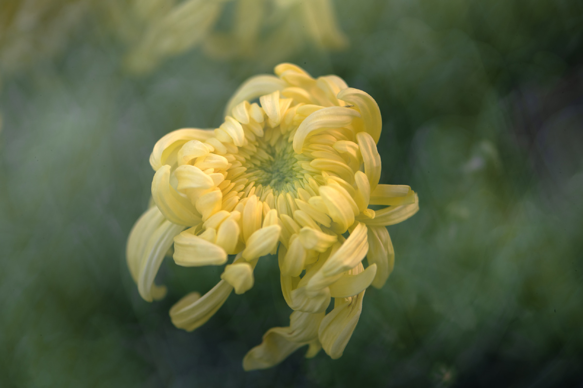 唯美菊花二微距折返多重曝光拍摄与众不同的清新唯美