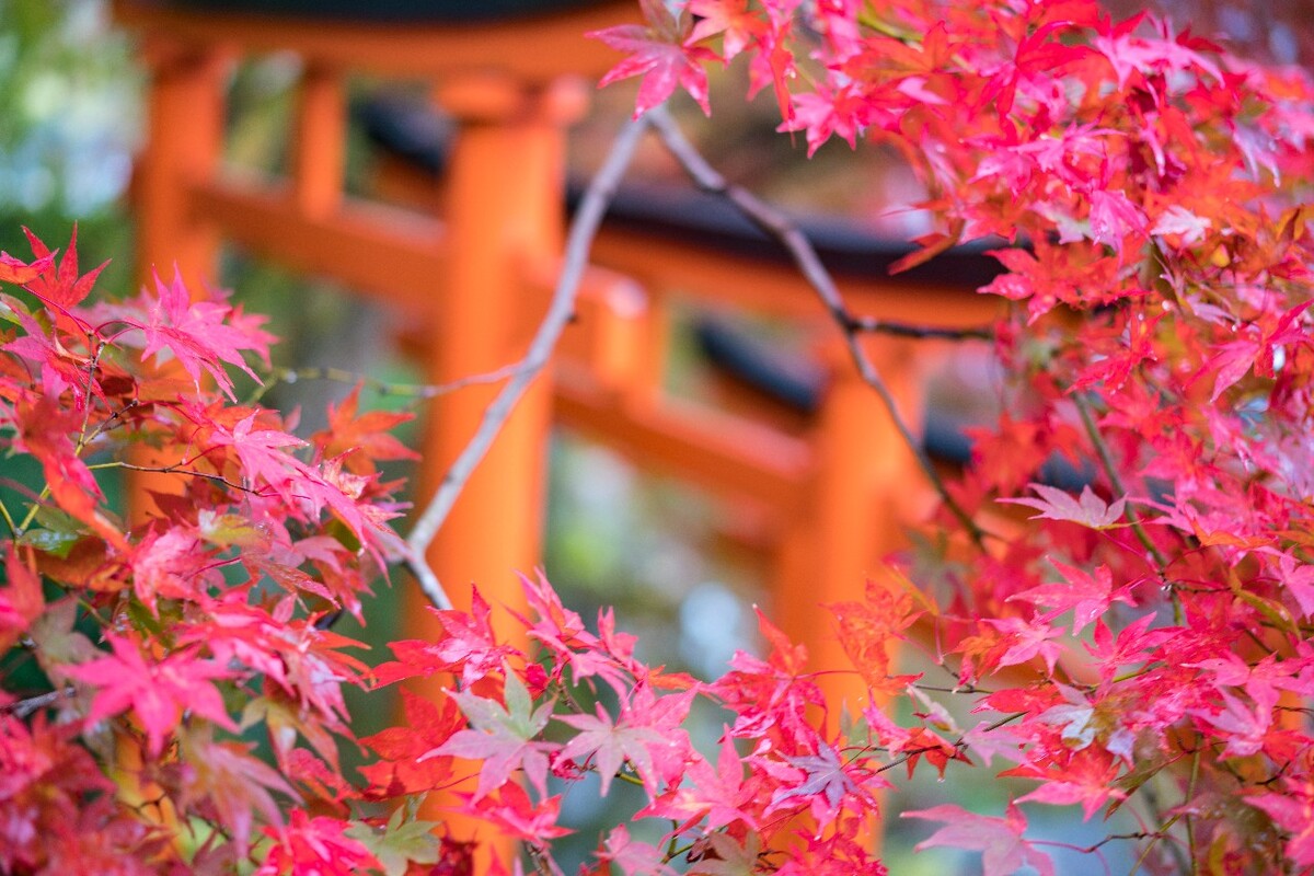 龟冈神社里的枫叶