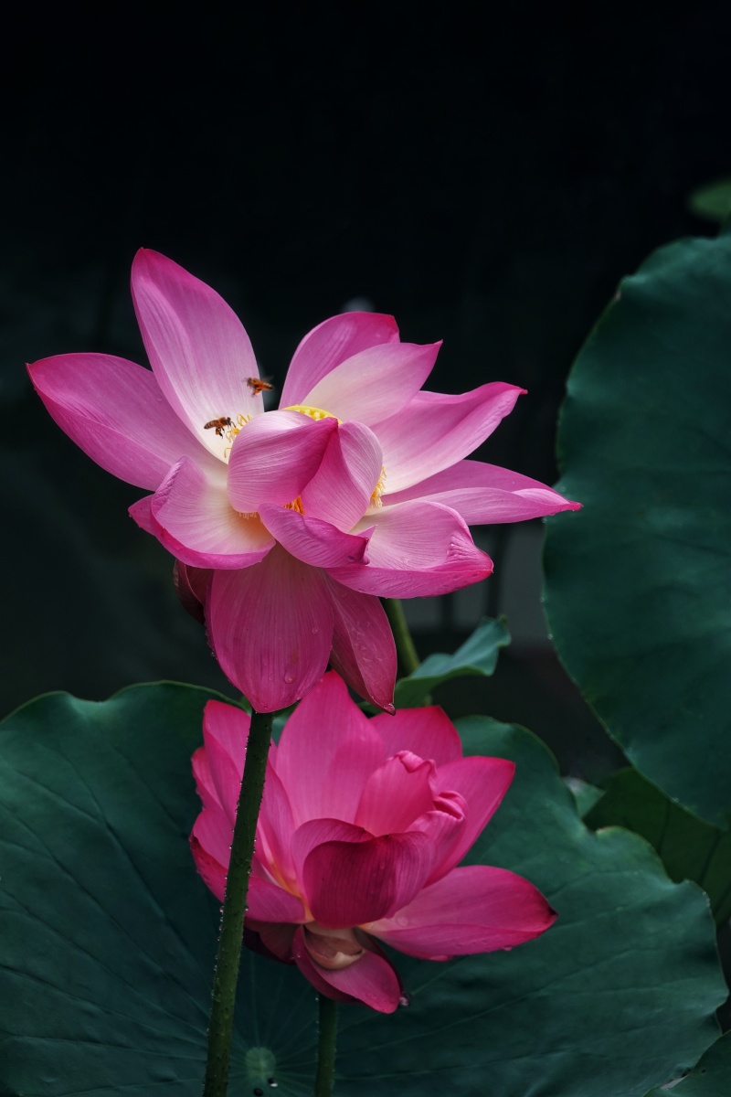 心静如水,层层如莲开,芬芳依旧,片片心香.