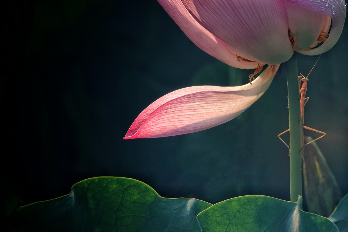 荷花杆上停留一只螳螂