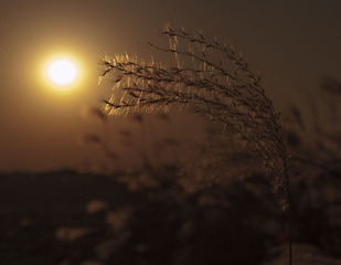_DSC7565