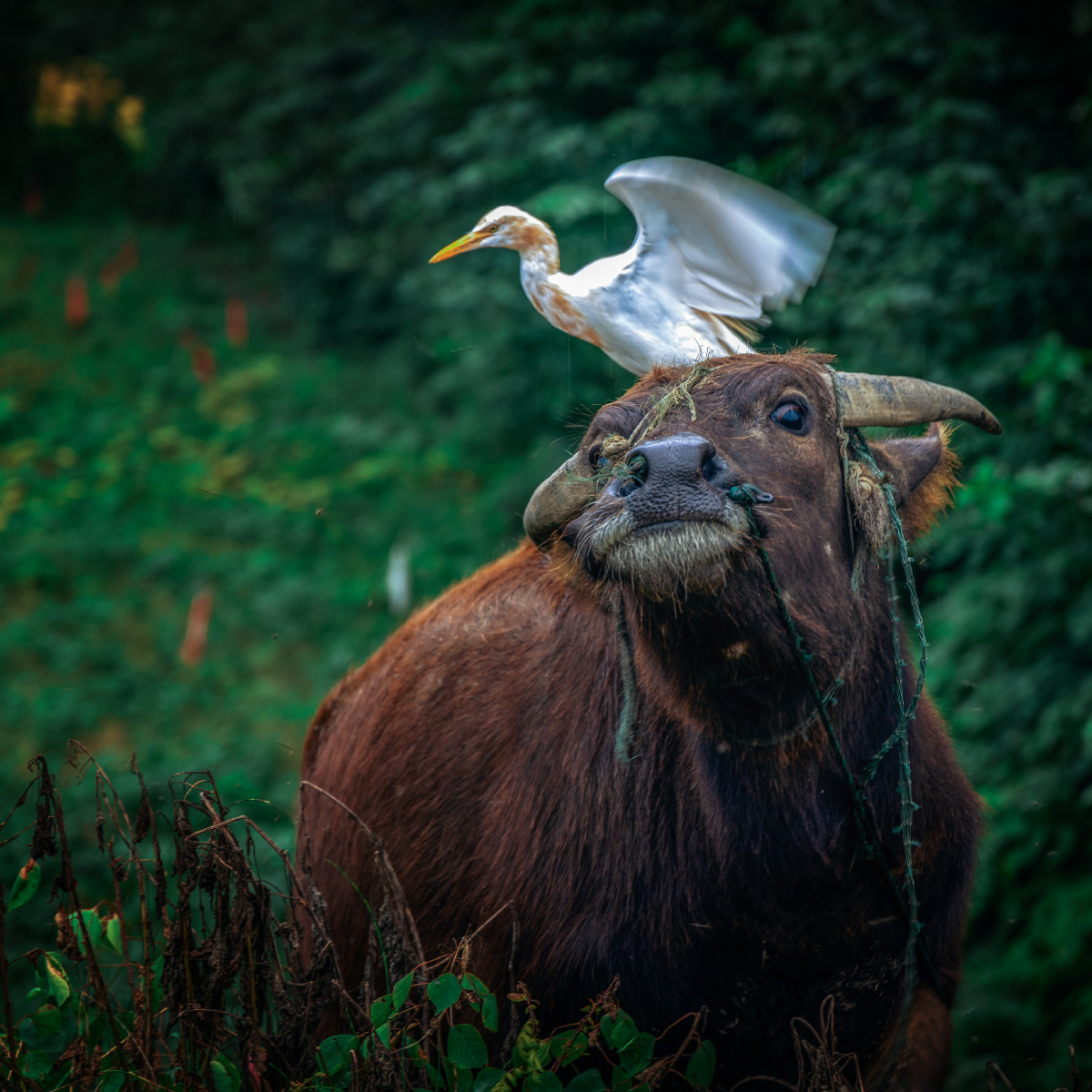 牛背鹭与牛一片水田有千亩禾高没过一尺五风吹苗低几只鸟捕鱼吃虫牛背