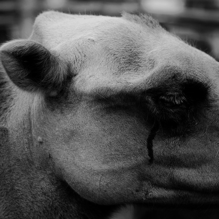 哭泣的骆驼_hwh_4195 br /> 一匹作为旅游者坐骑被圈养的骆驼,眼睛