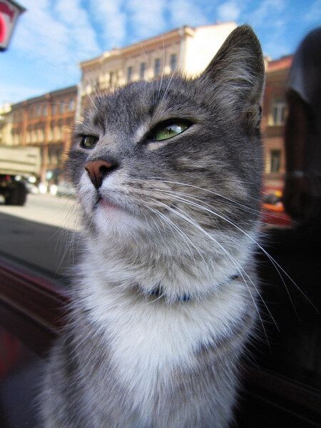 街头猫<br />
2006 俄罗斯<br /><br />
圣彼得堡某大街
