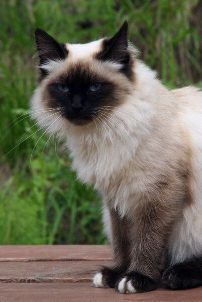 寺院猫<br />
2006 俄罗斯<br /><br />
叶卡捷琳堡某修道院<br /><br />