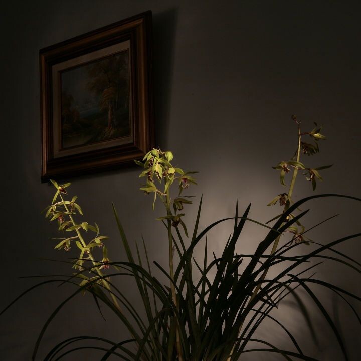 蕙兰2<br />
用LED小手电筒照明，30秒暴光。