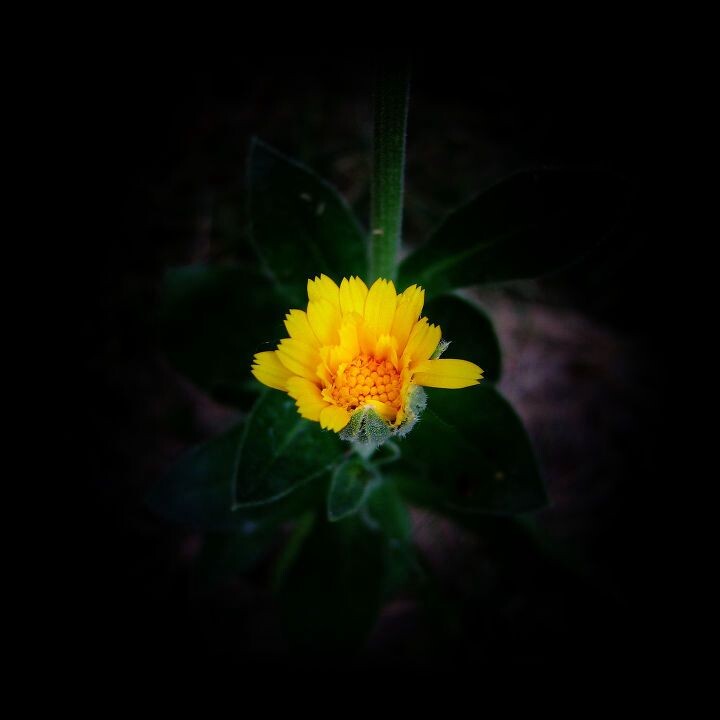 菊科植物<br />
