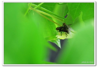 2007情人节