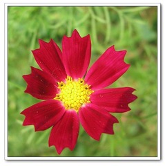 波斯菊
