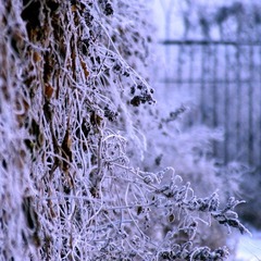 雪