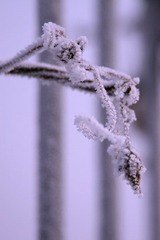 雪藤