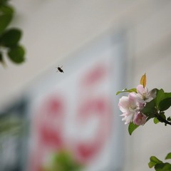 花间