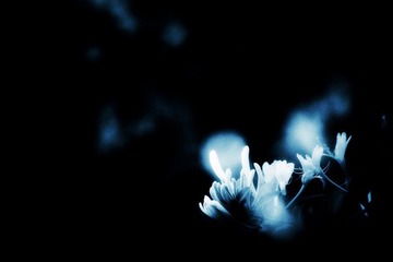 花梦