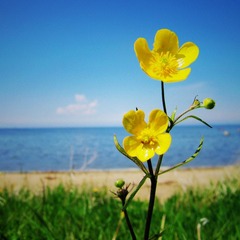 湖畔之花