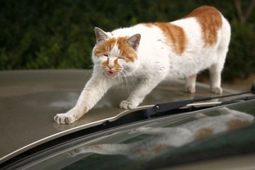 机构猫3