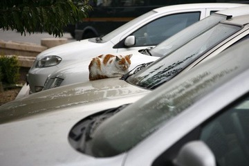 机构猫1