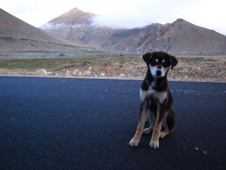高原之犬