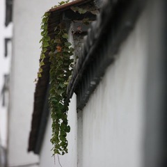 墙头