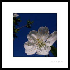 春花14