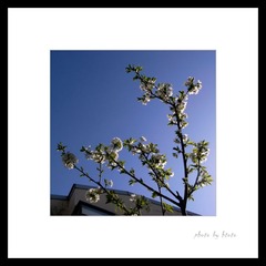 春花16