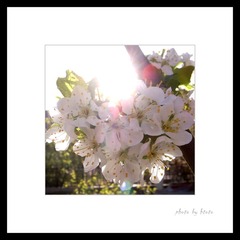 春花13