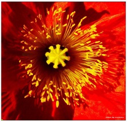 花蕊1