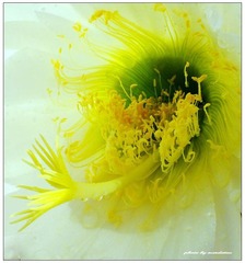 花蕊2