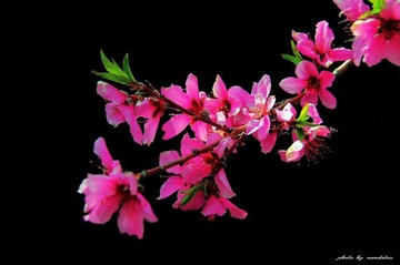 NAN_0066