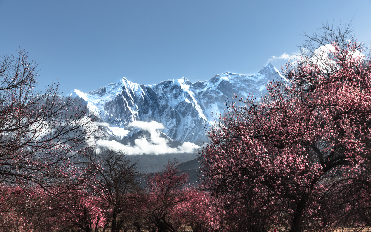 索松村桃花盛放中的南迦巴瓦