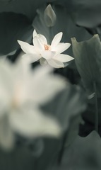 探夏