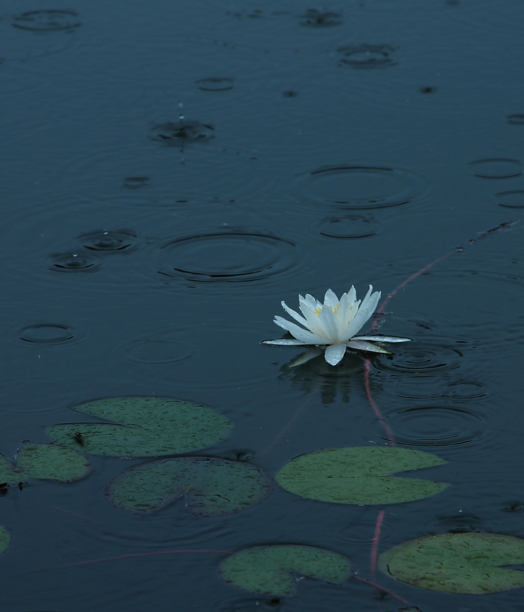 下雨,莲花,荷塘,植物园荷塘,秋雨