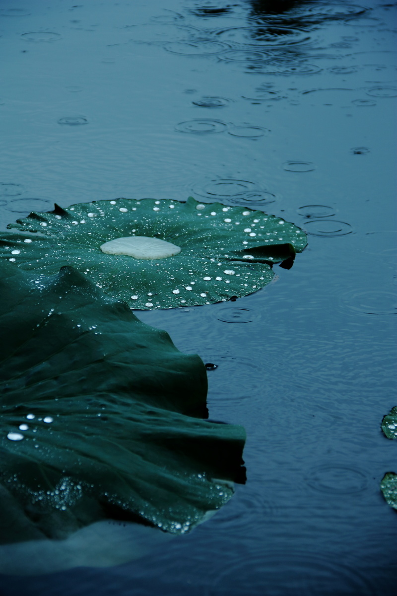 下雨,莲花,荷塘,植物园荷塘,秋雨