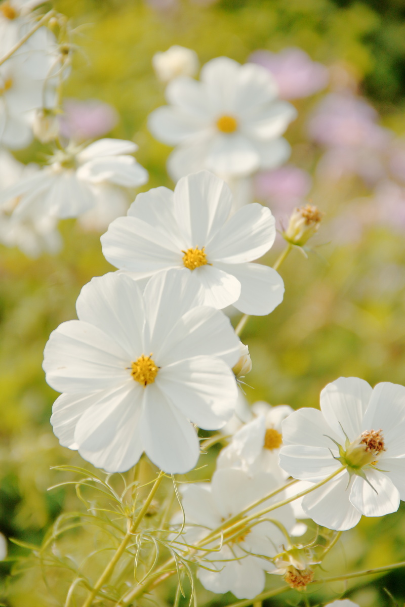 秋天的格桑花白色清新暖色调秋色