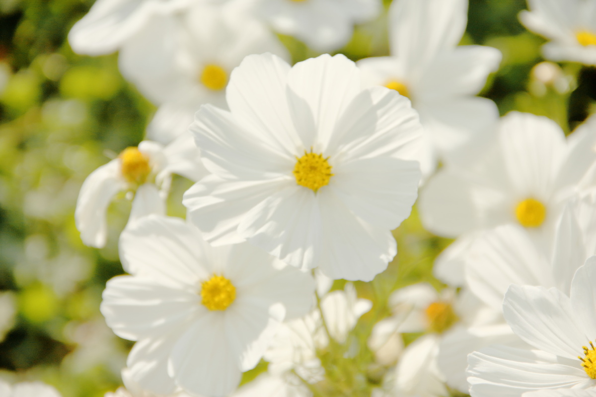 秋天的格桑花白色清新暖色调秋色