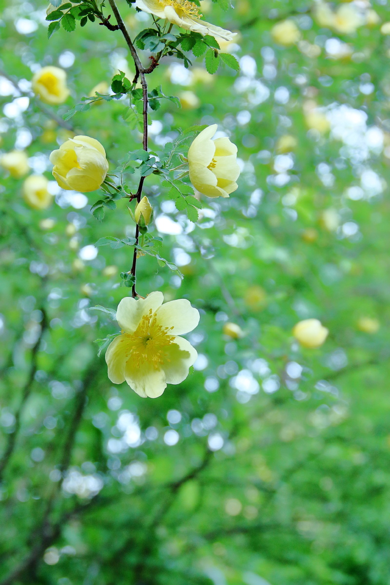 风中摇曳的花朵绿色调黄花清晨清新