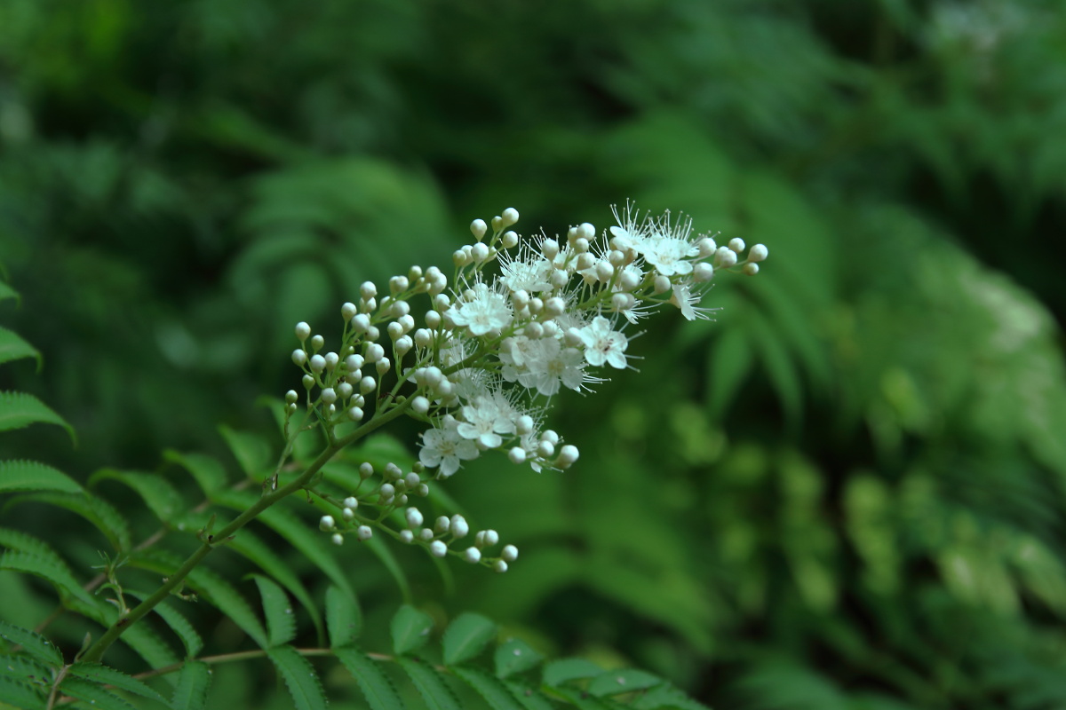 宁静深邃夏天深绿色荷塘野鸭天鹅绣球花蜘蛛网