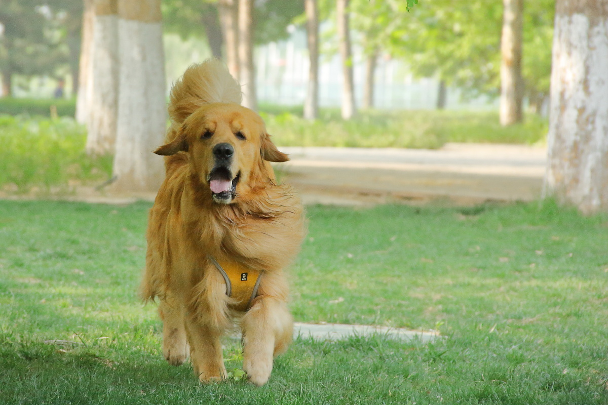 快乐的金毛,奔跑,开心,清晨