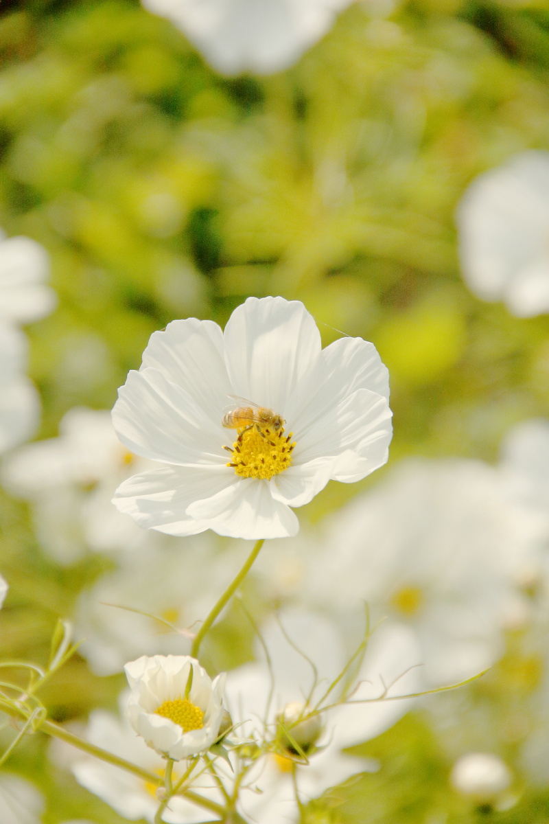 秋天的格桑花白色清新暖色调秋色