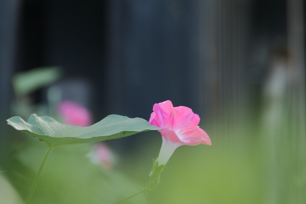 小小牵牛花清晨绽放