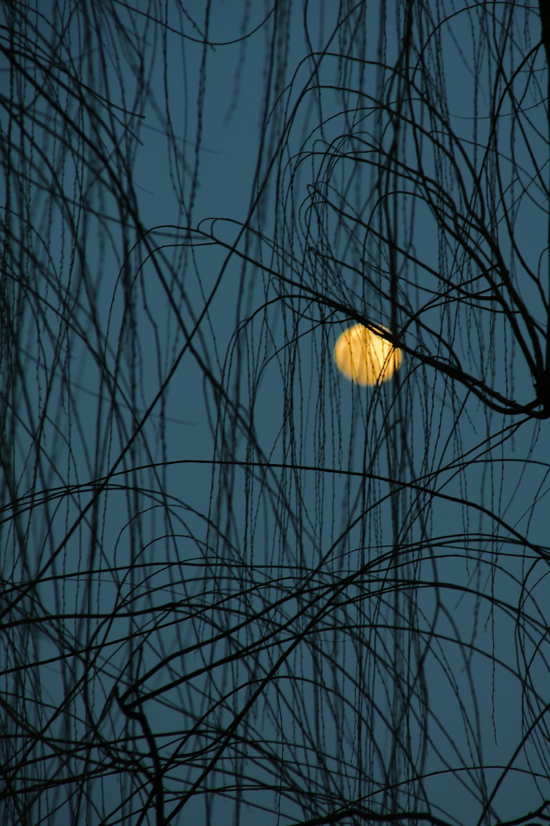 月上柳梢头人约黄昏后